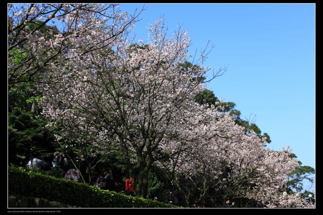 《遊記—淡水》分享3‧11天元宮吉野櫻花（圖多）