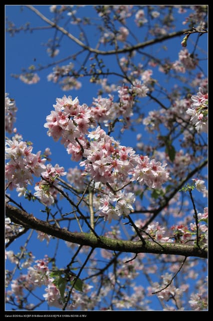 《遊記—淡水》分享3‧11天元宮吉野櫻花（圖多）