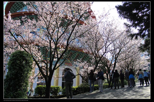 《遊記—淡水》分享3‧11天元宮吉野櫻花（圖多）