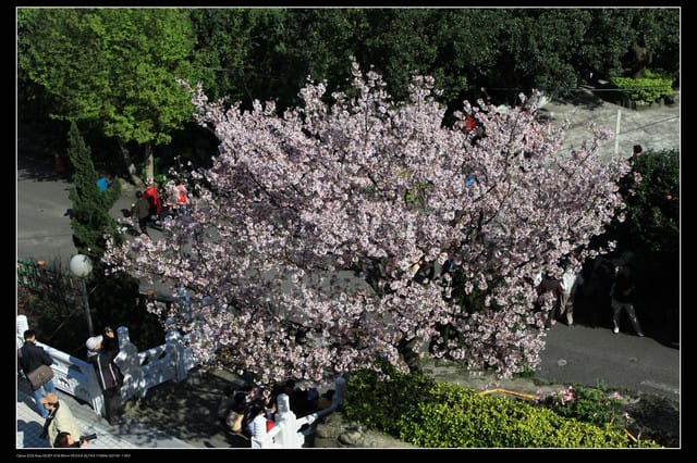 《遊記—淡水》分享3‧11天元宮吉野櫻花（圖多）