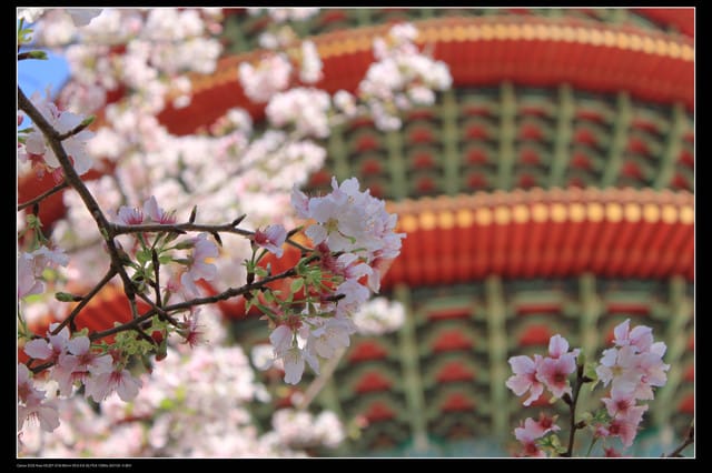 《遊記—淡水》分享3‧11天元宮吉野櫻花（圖多）