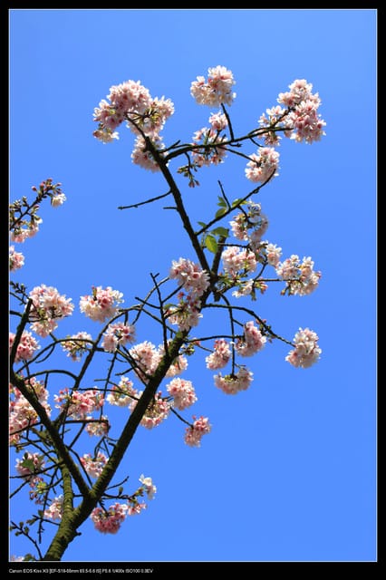 《遊記—淡水》分享3‧11天元宮吉野櫻花（圖多）