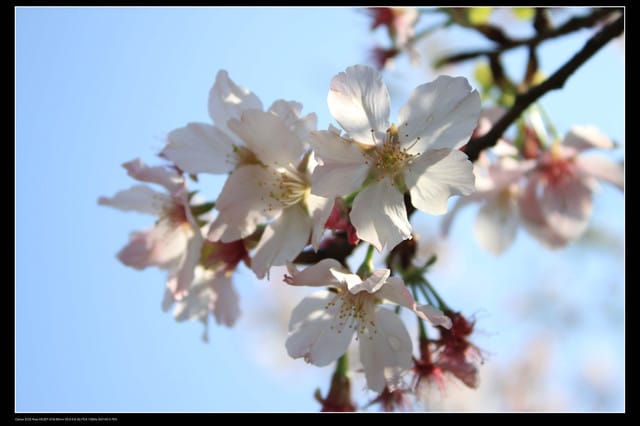《遊記—淡水》分享3‧11天元宮吉野櫻花（圖多）