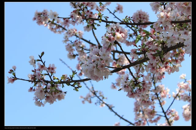 《遊記—淡水》分享3‧11天元宮吉野櫻花（圖多）