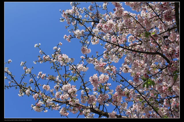 《遊記—淡水》分享3‧11天元宮吉野櫻花（圖多）