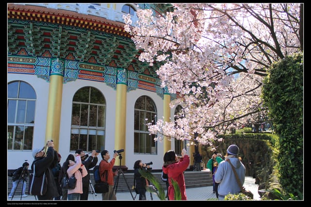 《遊記—淡水》分享3‧11天元宮吉野櫻花（圖多）