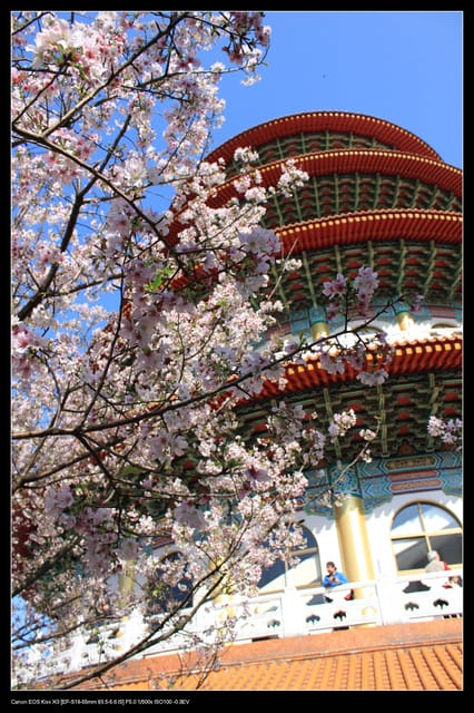 《遊記—淡水》分享3‧11天元宮吉野櫻花（圖多）