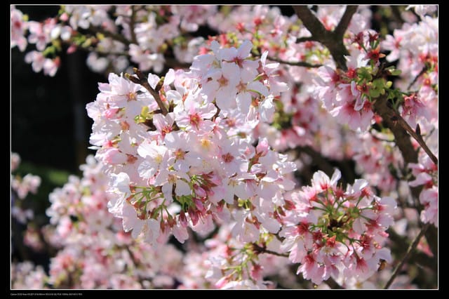 《遊記—淡水》分享3‧11天元宮吉野櫻花（圖多）