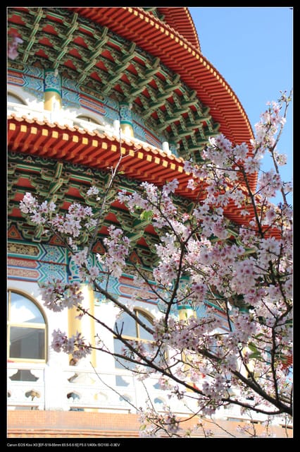 《遊記—淡水》分享3‧11天元宮吉野櫻花（圖多）