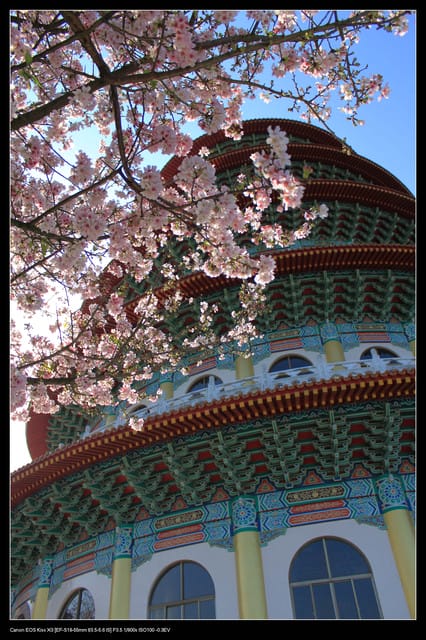 《遊記—淡水》分享3‧11天元宮吉野櫻花（圖多）