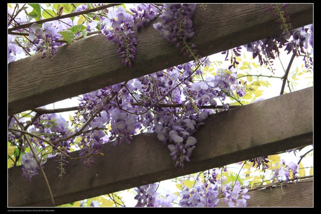 《遊記—桃園》龍潭大池鐵馬行