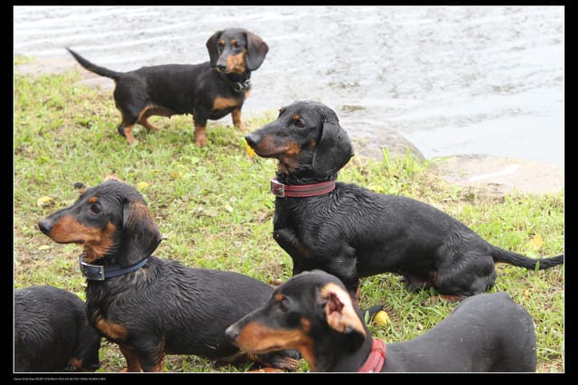 《遊記—桃園》龍潭大池鐵馬行