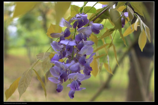 《遊記—桃園》龍潭大池鐵馬行