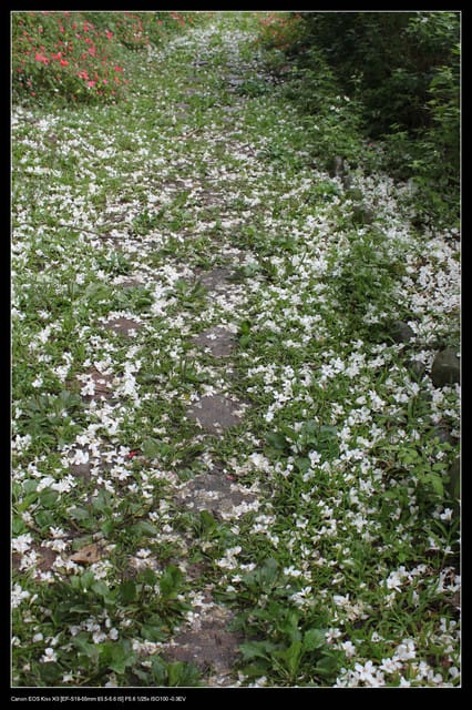《遊記—石碇》2010桐花初探～永定國小