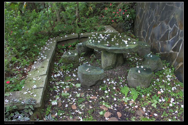 《遊記—石碇》2010桐花初探～永定國小