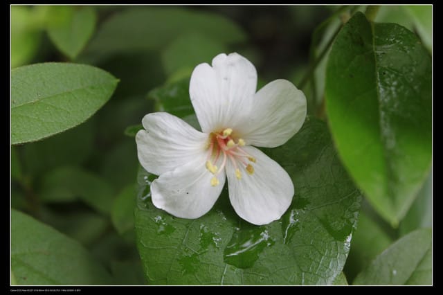 《遊記—石碇》2010桐花初探～永定國小