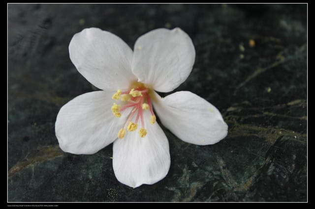 《遊記—石碇》2010桐花初探～永定國小