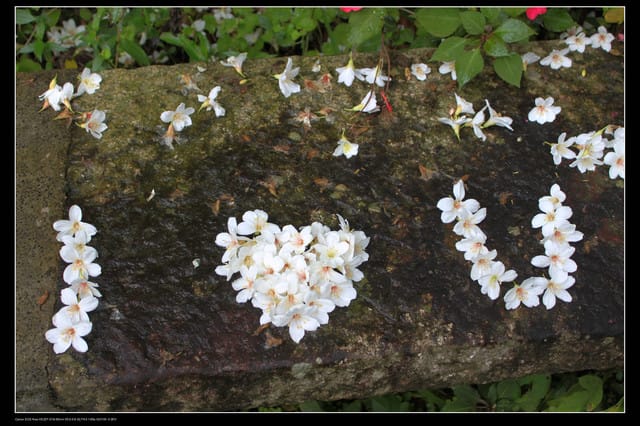 《遊記—石碇》2010桐花初探～永定國小