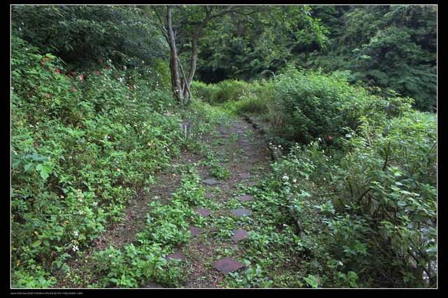 《遊記—石碇》2010桐花初探～永定國小