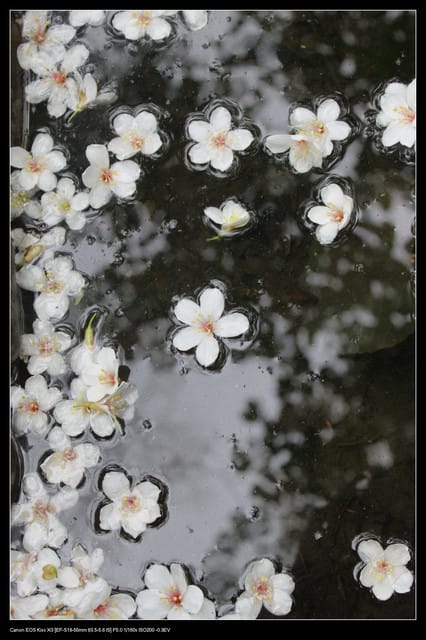 《遊記—石碇》2010桐花初探～永定國小