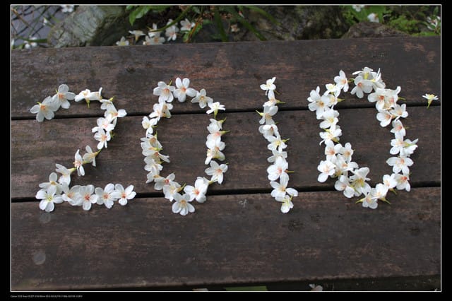 《遊記—石碇》2010桐花初探～永定國小