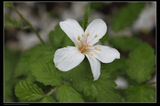 《遊記—石碇》2010桐花初探～永定國小