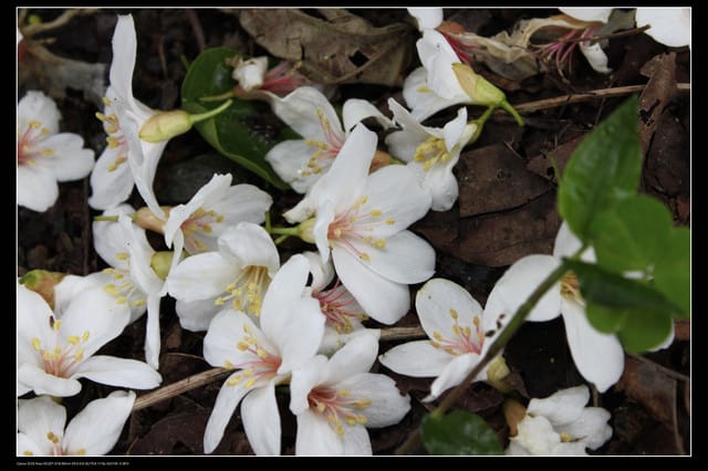 《遊記—石碇》2010桐花初探～永定國小