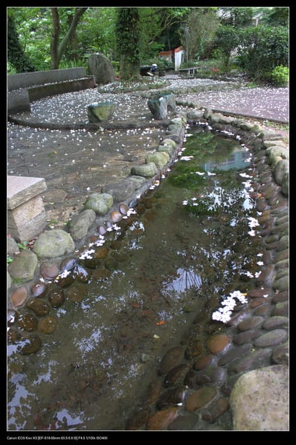 《遊記—石碇》2010桐花初探～永定國小