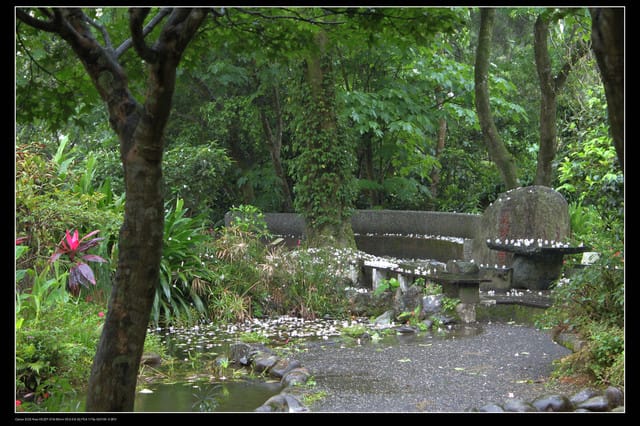 《遊記—石碇》2010桐花初探～永定國小