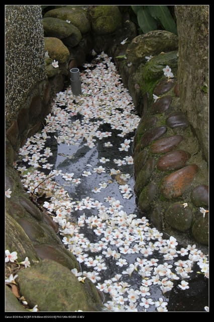 《遊記—石碇》2010桐花初探～永定國小