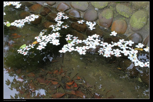 《遊記—石碇》2010桐花初探～永定國小