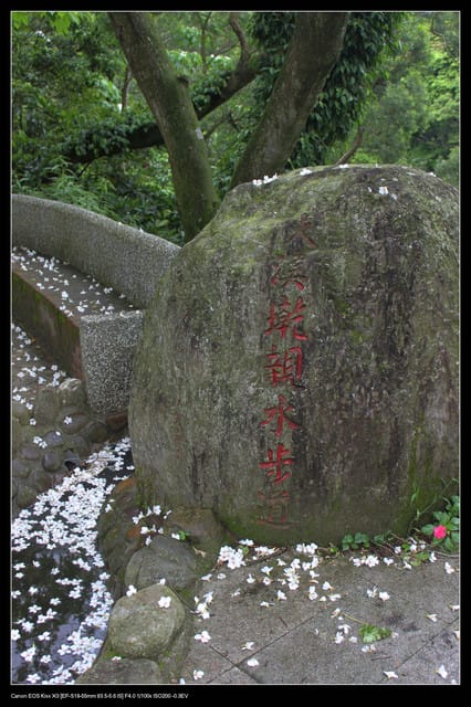 《遊記—石碇》2010桐花初探～永定國小