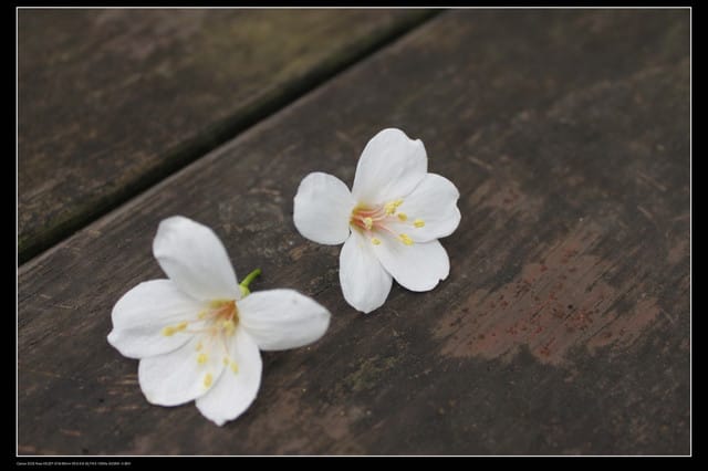 《遊記—石碇》2010桐花初探～永定國小