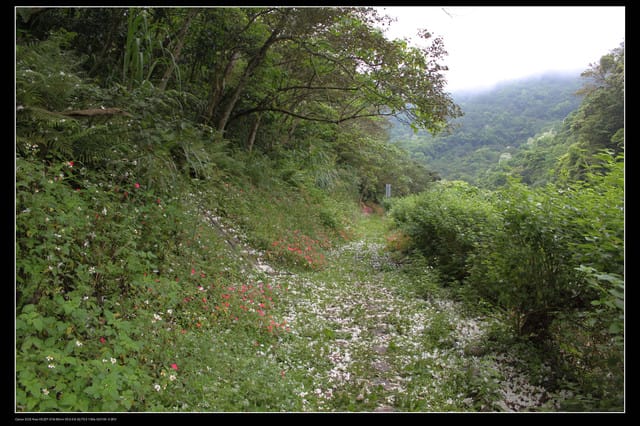 《遊記—石碇》2010桐花初探～永定國小