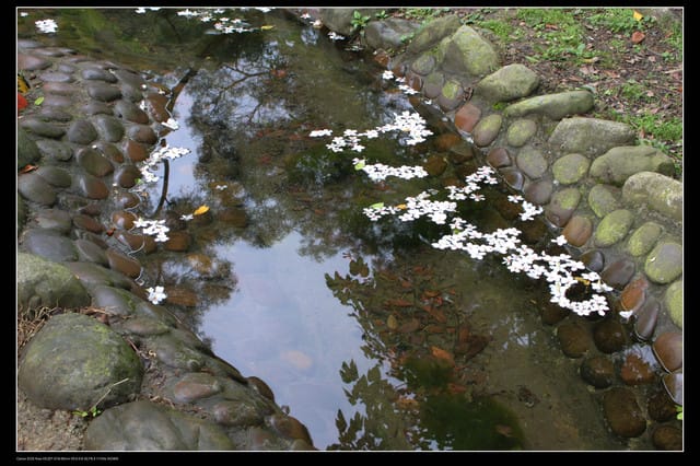 《遊記—石碇》2010桐花初探～永定國小