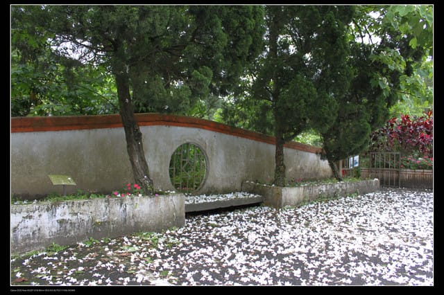 《遊記—石碇》2010桐花初探～永定國小