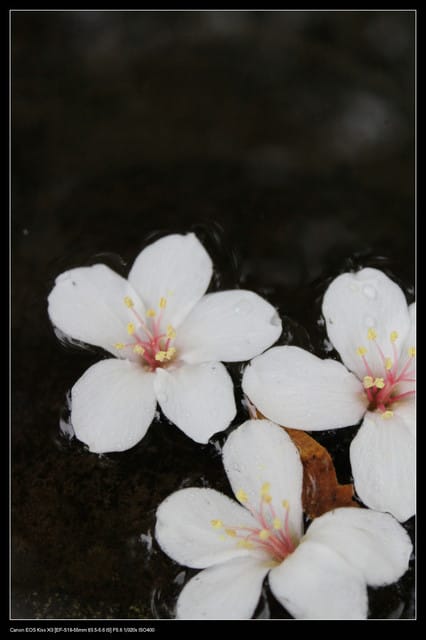 《遊記—石碇》2010桐花初探～永定國小