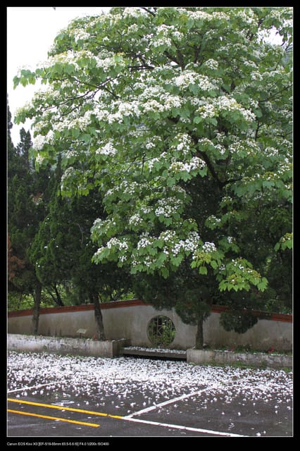 《遊記—石碇》2010桐花初探～永定國小