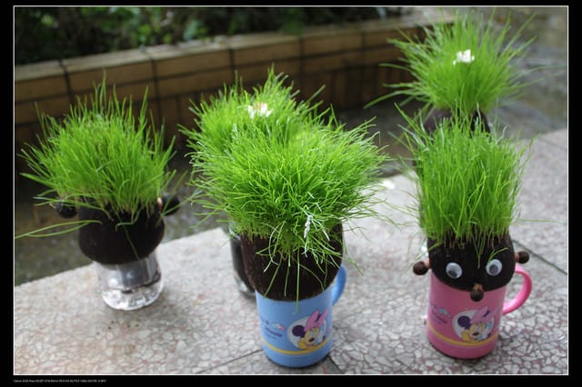 《遊記—石碇》2010桐花初探～永定國小