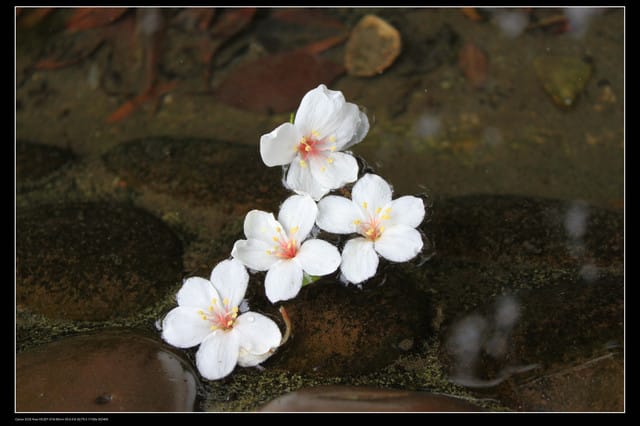 《遊記—石碇》2010桐花初探～永定國小