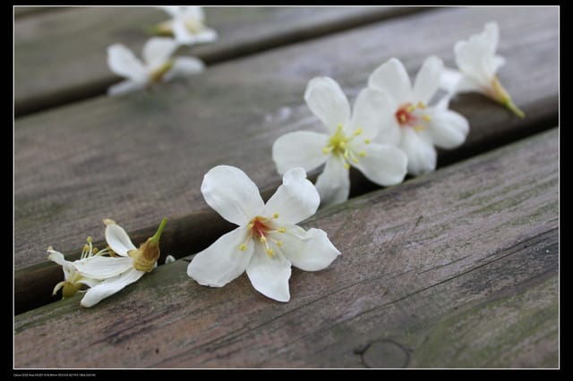 《遊記—新竹》獅頭山遊客服務中心賞桐花