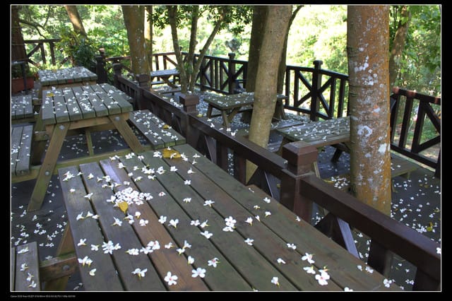 《遊記—新竹》獅頭山遊客服務中心賞桐花