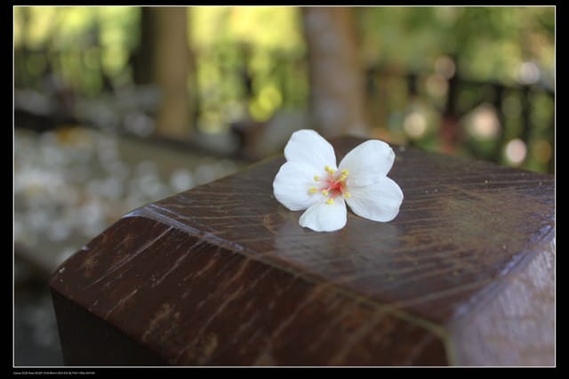 《遊記—新竹》獅頭山遊客服務中心賞桐花