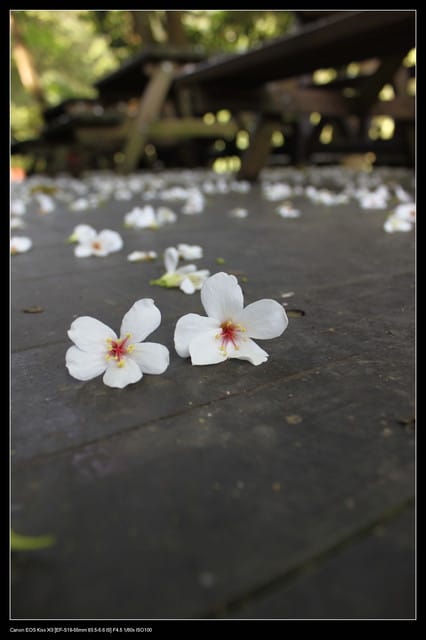 《遊記—新竹》獅頭山遊客服務中心賞桐花