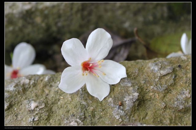 《遊記—新竹》獅頭山遊客服務中心賞桐花