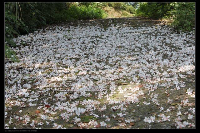 《遊記—新竹》獅頭山遊客服務中心賞桐花