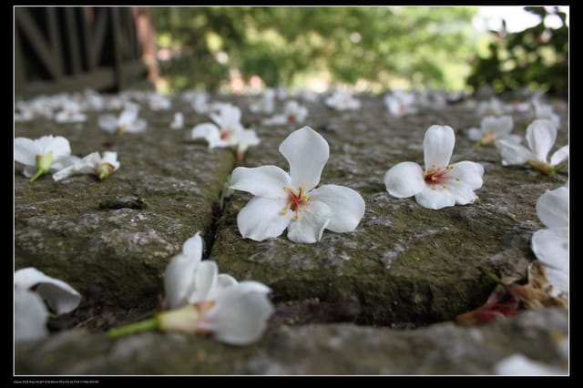 《遊記—新竹》獅頭山遊客服務中心賞桐花