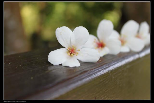《遊記—新竹》獅頭山遊客服務中心賞桐花