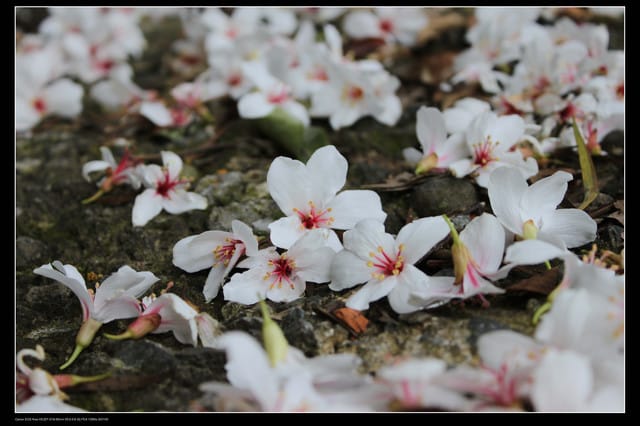 《遊記—新竹》獅頭山遊客服務中心賞桐花