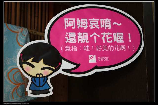 《遊記—新竹》獅頭山遊客服務中心賞桐花